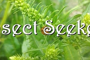 昆虫探寻者/Insect Seeker